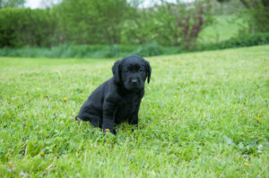 Vitamine chiot est assise dans l'herbe