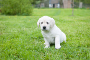 Volt, chiot labrador blanc d'environ 3 mois, est assis sur ll'herbe