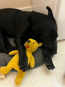 Api, labrador noir, dort avec sa peluche winnie jaune