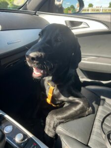 Aston est aux pieds d'un siège passager d'une voiture
