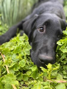 Portrait d'Aston, dans l'herbe