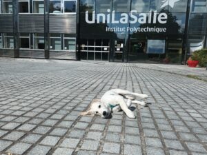 Vico couché devant l'université UniLaSalle