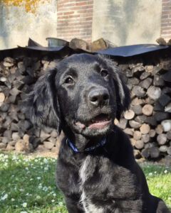 Alta portrait chiot CNI