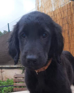 Trixie photo chiot CNI
