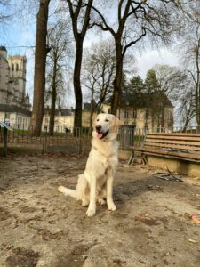 Décembre 2024 - 8 mois Vegas prend la pose pendant sa session jeux dans un parc !