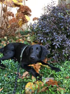 Verone chiot dans les fleurs