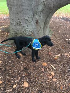 Vérone, chiot d'environ 5 mois, est dans les bois avec son dossard, devant un gros tronc d'arbre
