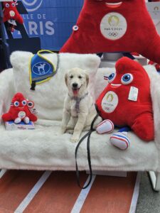 Vaiana, chien Golden d'environ 8 mois, pose assise un canapé en poils blancs, entouré de deux grandes peluches 'Phryges' des JO2024, avec le dossard bleu du CIE posé à côté d'elle en évidence