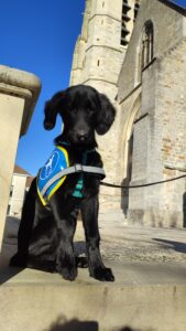 Vinil pose assis, avec son dossard bleu, devant une église