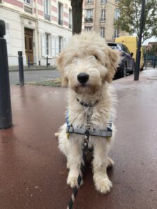 Ursul, labradoodle blanc, 10 mois, est assis sur le bitume, dans la rue