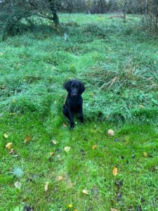 Vinil, chiot flat noir, d'environ 5 mois, pose assis, sur l'herbe