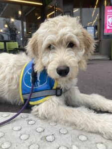 Usher, chien labradoodle sable/blanc d'environ 8 mois, avec son dossard bleu d'élève chien guide CIE, est couché sur le trottoir, sur une bande podotactile