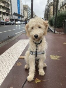 Ursul, labradoodle blanc, 10 mois, est assis sur le bitume sur le trottoir, près d'une bande blanche podotactile