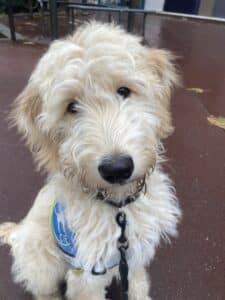 Ursul, labradoodle blanc, 10 mois, est assis sur le bitume sur le trottoir, avec son gilet d'élève en éducation, regarde l'objectif de l'appareil