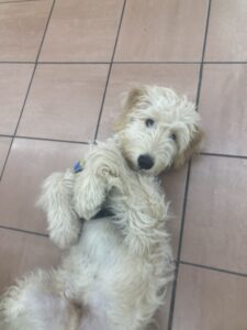 Ursul, labradoodle blanc, 10 mois, est alongé sur le carrelage le ventre à l'air et les pattes avant repliés avec un regard attendrissant