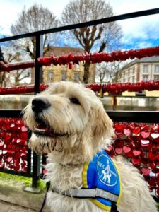 Usher, chiot labradoodle sable/blanc d'environ 1 an, avec son dossard bleu d'élève chien guide, pose devant les rambarde d'un pont avec plein de cadenas 'coeur' rouges accrochés dessus