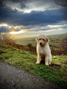 Usher, chiot labradoodle sable/blanc d'environ 1 an, avec son dossard bleu d'élève chien guide, pose assis sur l'herbe en bord de route, devant un beau paysage de champs et un ciel nuageux éclairé d'un soleil couchant