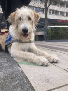 Ultra, chiot labradoodle sable/blanc d'environ 7 mois, avec son dossard bleu d'élève chien guide, pose couché devant un supermarché monoprix