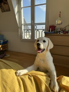 Volt, chiot labrador blanc d'environ 4 mois, pose ses pattes avant sur une couverture de lit jaune, éclairé par une belle lumière