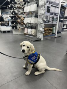 Volt, chiot labrador blanc d'environ 4 mois, avec son dossard bleu d'élève chien guide, assis sur le carrelage d'un supermarché, devant des rideaux en vente