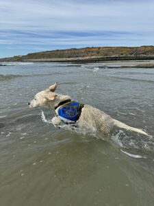 Volt, chien labrador blanc d'environ 9 mois, saute dans la mer, avec son dossard bleu plein de sable