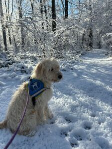 Usher, chiot labradoodle sable/blanc d'environ 1 an, avec son dossard bleu d'élève chien guide CIE, se tient assis sur un chemin de forêt totallement enneigé