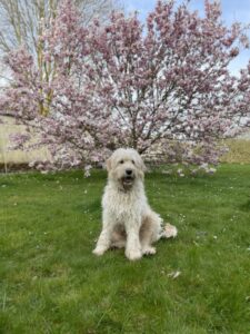 Usher, chien labradoodle sable/blanc d'environ 1 an se tient assis dans l'herbe devant un beau cerisier en fleurs