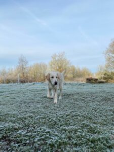Janvier 2025 - 9 mois Vegas découvre le gel et la neige pendant l’épisode neigeux à Beauvais