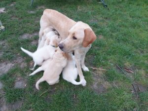 Tawa est debout, avec ses chiot labradoodle qui tetent