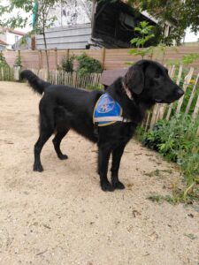 Trixie avec dossard sur sable