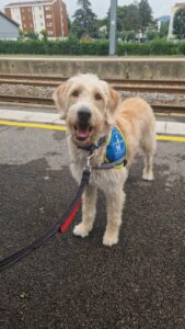 Ultra, labradoodle blanc, 2 ans attend le train avec son dossard bleu eleve chien guide