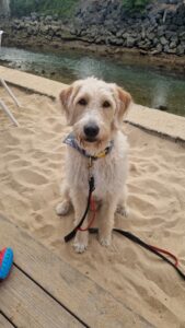 Ultra, chien labradoodle sable/blanc d'environ 2 ans, avec un beau collier en tissu rayé bleu marine, pose assis sur le sable, devant un cours d'eau