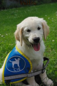 Vaiana, chiot Golden d'environ 3 mois, avec son dossard bleu CIE, pose assise sur l'herbe