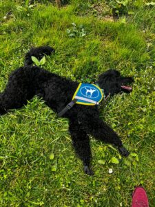 Vita est couché dans l'herbe avec son dossard, de profil