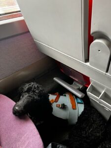 Vita, caniche noire, est assis dans le train avec son dossard