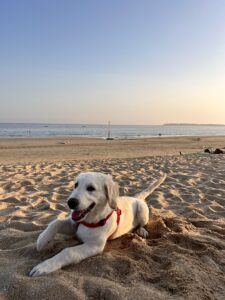 Vortex est couché sur le sable, sur une plage