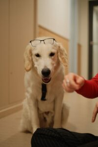 Vulcain est assis avec des lunettes sur la tete