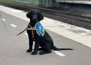 Valia 4 mois, assise sur le quai d’une gare de RER et regarde la caméra. C’est un flat coated retriver noir. Elle porte son gilet « élève chien guide » du CIE.