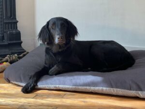 Valia 8 mois est allongée sur son coussin. C’est un flat coated noir, elle regarde la caméra. Il y a un positionnement esthétique de ses pâtes avant, l’une est pliée et l’autre sort du coussin.