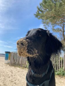 Valia 8 mois découvre la plage. C’est un flat coated retriver noir, elle a la truffe pleine de sable.