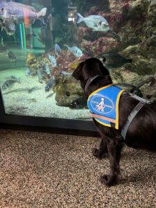 Valia 8 mois visite un aquarium. C’est un flat coated retriver noir, elle porte le gilet « élève chien guide du CIE ». Elle regarde les poissons au travers la vitre de l’aquarium et est très étonnée.