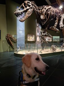 Velda pose devant un squelette de T-Rex
