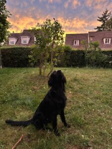 dans le jardin Volter 1 an avec ciel orange