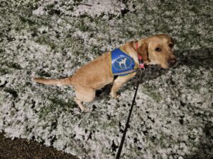 Tawa, labrador sable 2 ans, fait pipi dans la neige