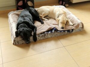Undy et Atlas sont couché sur le même tapis