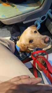 Tawa, 3 ans labrador sable, couchée dans le bus avec son dossard CIE