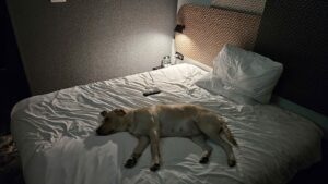 Tawa labrador sable 4 ans est couché sur les drap blancs d'une chambre d'hotel