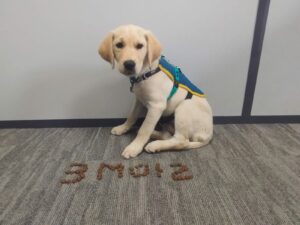 Atlas labrador chiot sable 3 mois est assis sur un parquet avec des croquettes devant