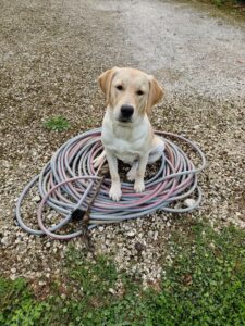 Atlas labrador sable 7 mois est assis sur un tuyaix d'arrosage dans un jardin