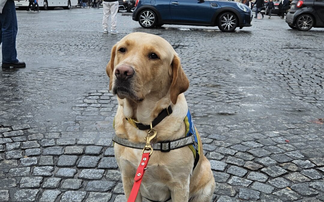 Le CIE Chiens Guides en fête, 19 septembre 2026